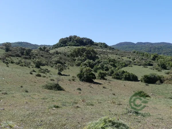 Spot image