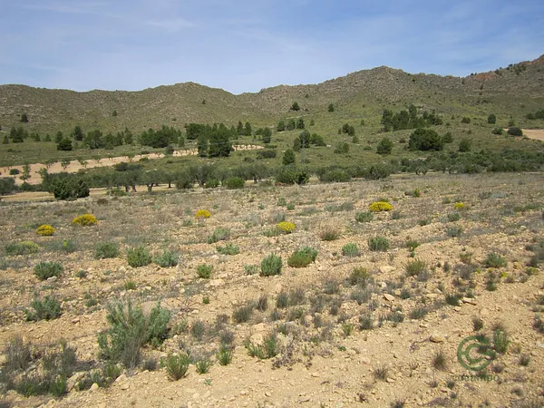 Spot image