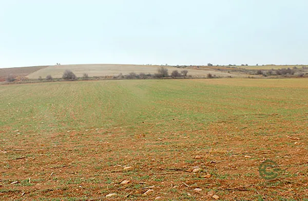 Spot image