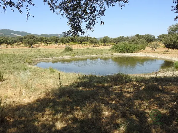 Spot image