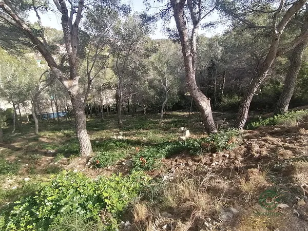 Spot image