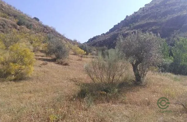 Spot image