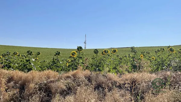 Spot image