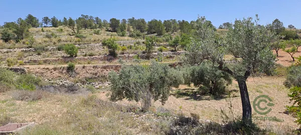 Spot image