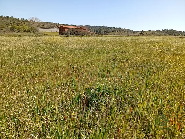 Spot image