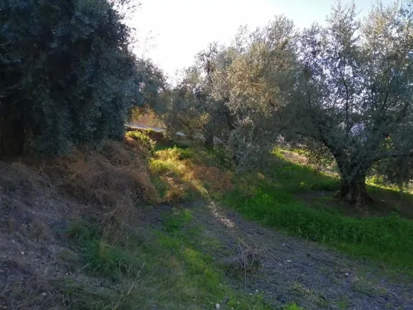 Spot image