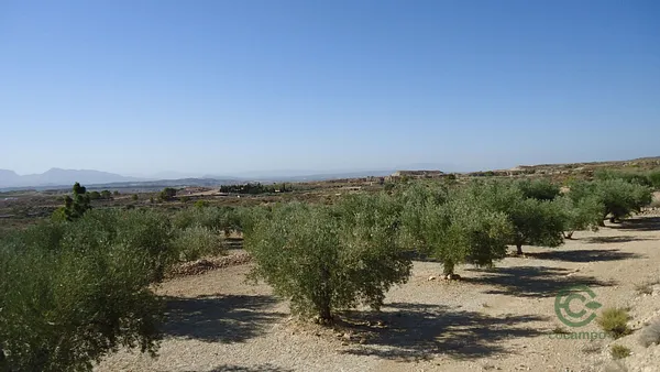 Spot image