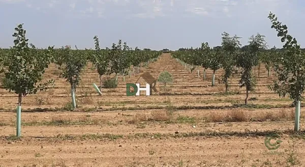 Spot image