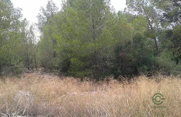 Spot image