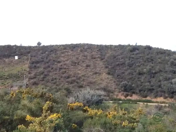 Spot image