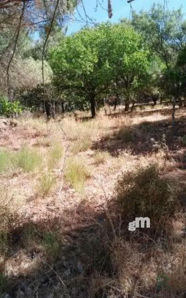 Spot image