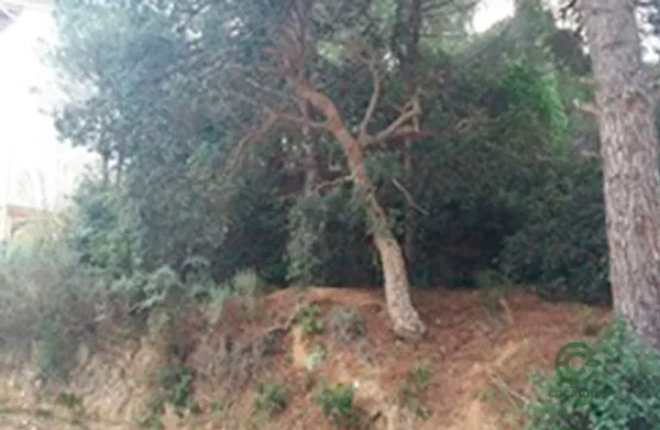 Spot image