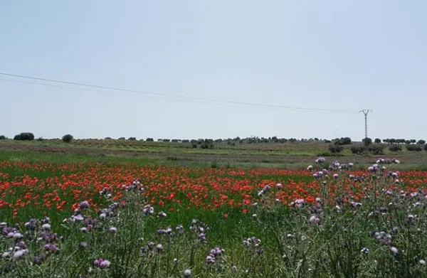 Spot image