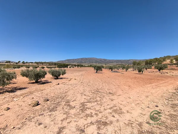 Spot image