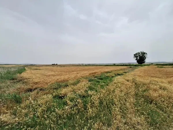 Spot image