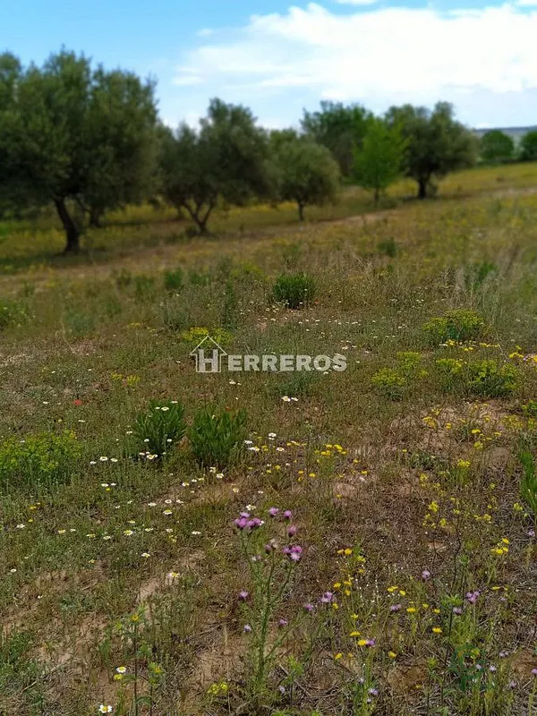 Spot image