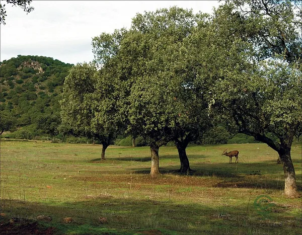 Spot image