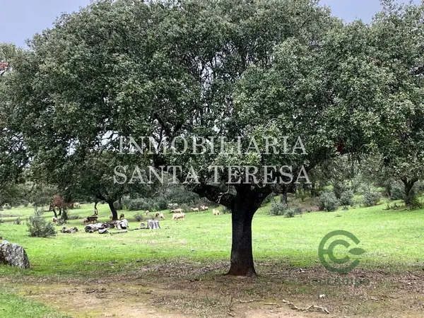 Spot image