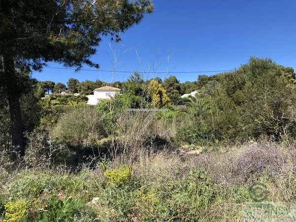 Spot image