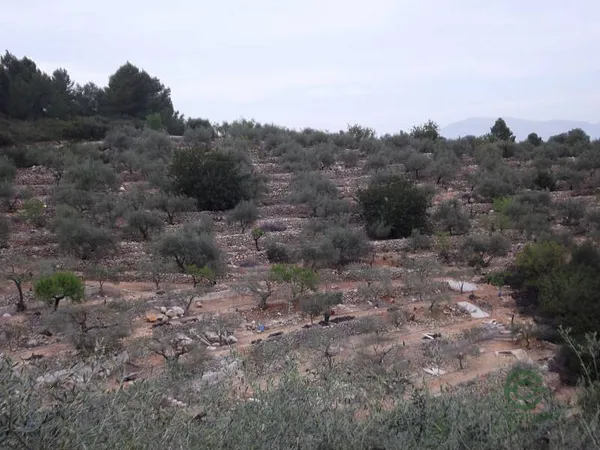 Spot image