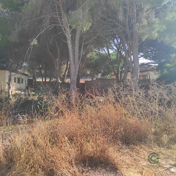 Spot image