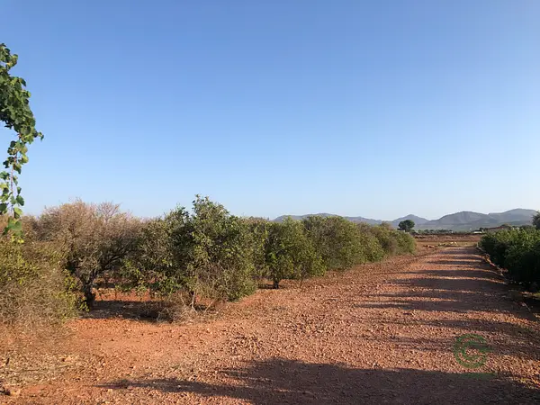 Spot image