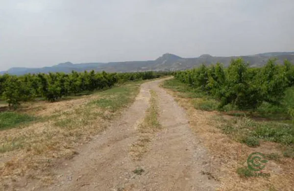 Spot image