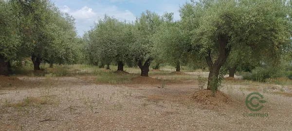 Spot image