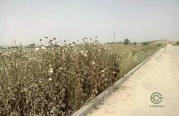 Spot image