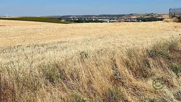 Spot image