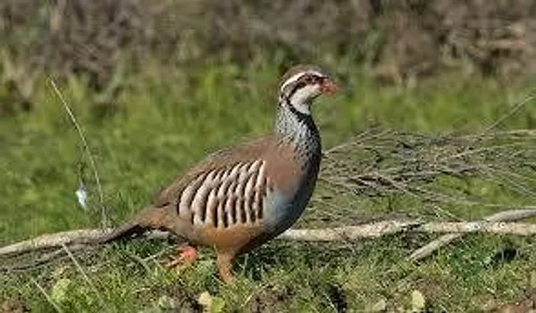 Spot image
