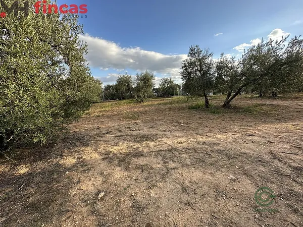 Spot image