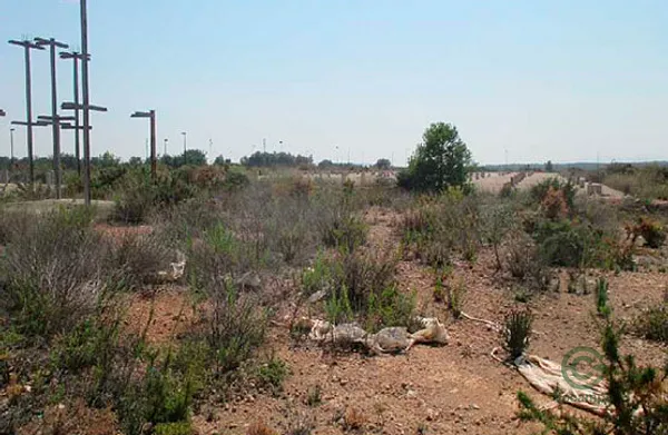 Spot image