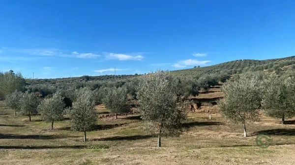Spot image
