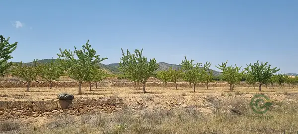 Spot image