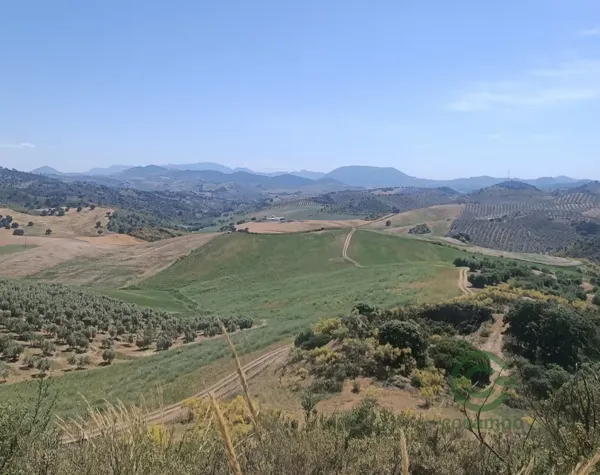 Spot image