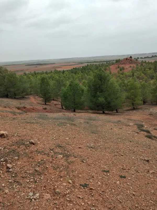 Spot image