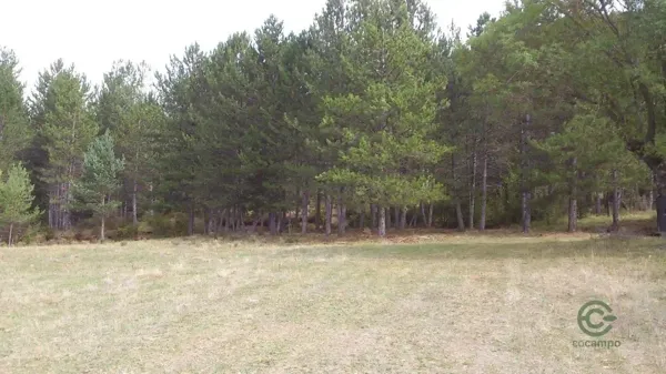 Spot image