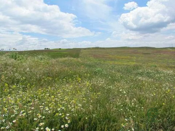 Spot image