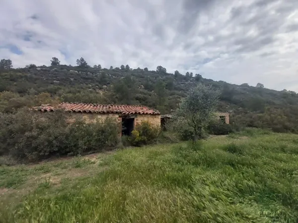 Spot image