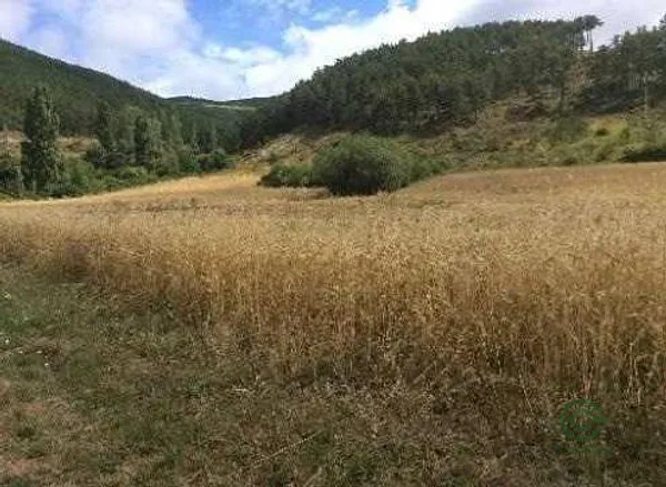 Spot image