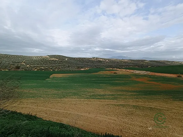 Spot image
