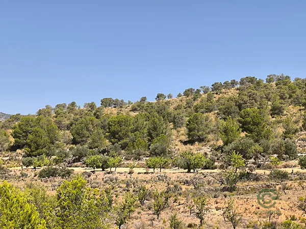 Spot image