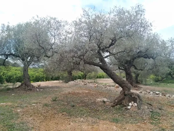 Spot image