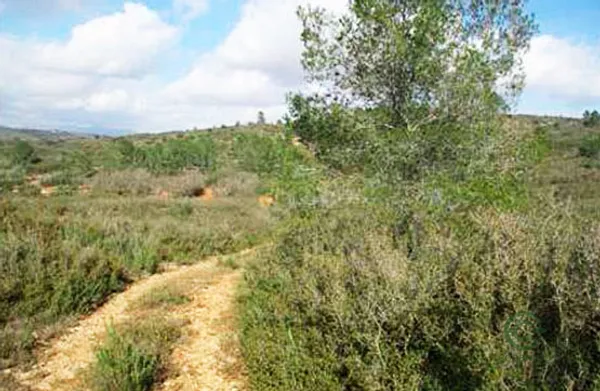 Spot image