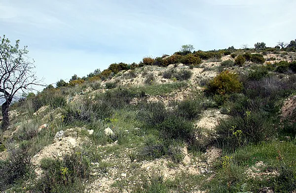 Spot image