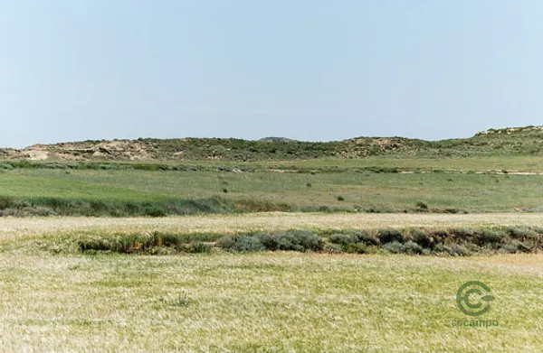 Spot image