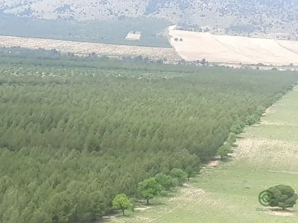 Spot image