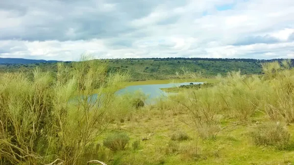 Spot image