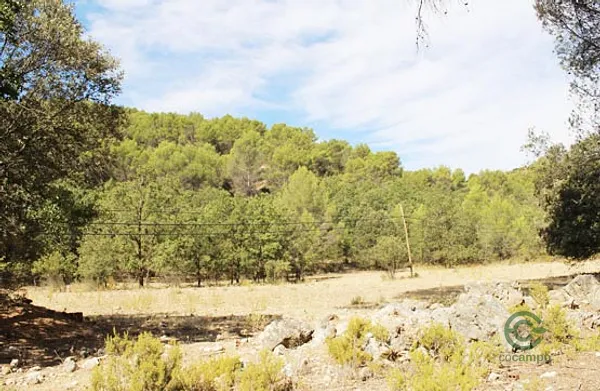 Spot image